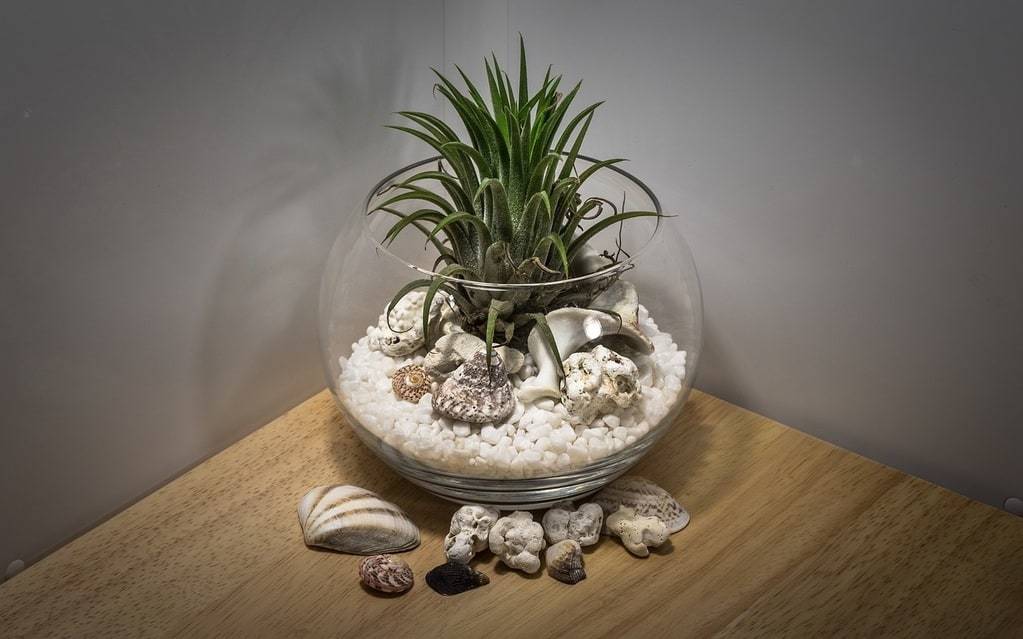 Les plantes, un must-have pour la déco de bureau moderne